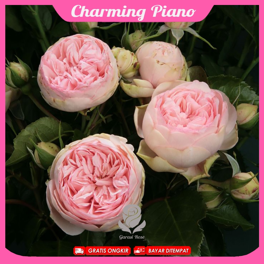 Mawar Import Charming Piano