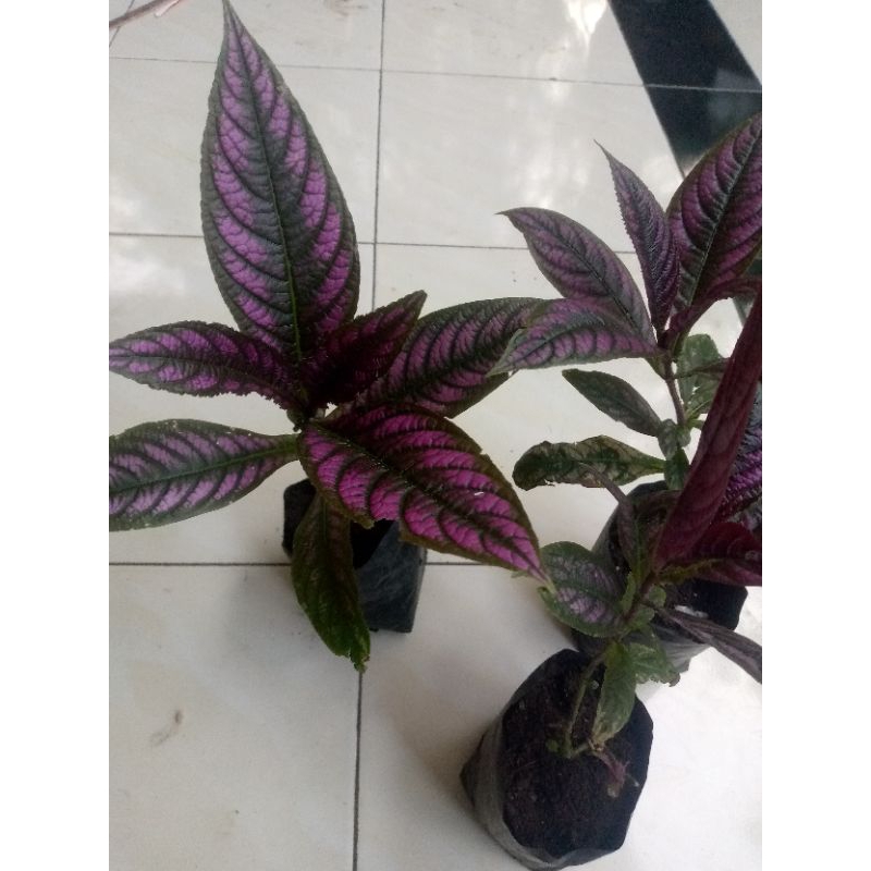 bibit tanaman keji beling / pecah beling ungu