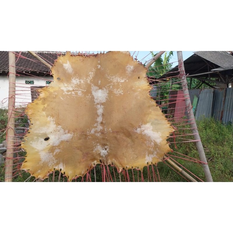 kulit sapi lembaran kusus buat kendang