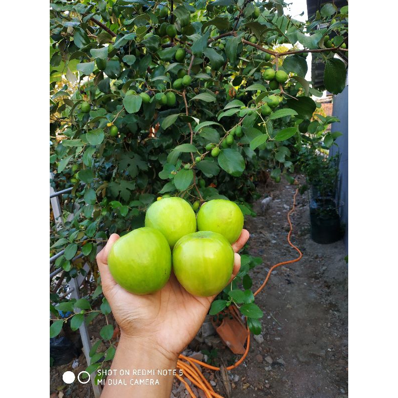 bibit apel putsa berbuah / bidara india berbuah