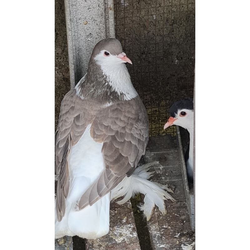 Merpati Lahore Silver istimewa