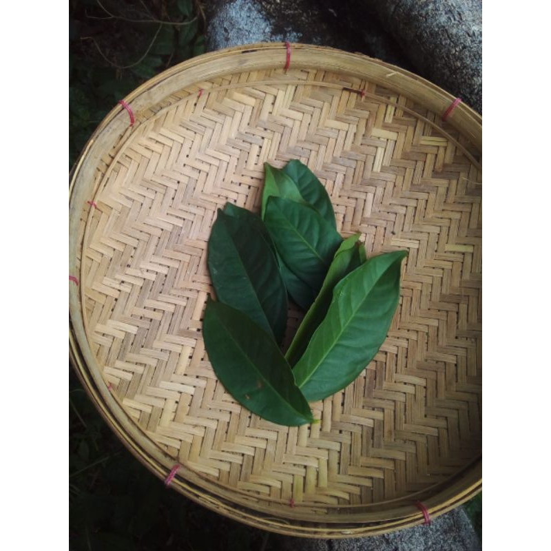 

Daun salam segar 20 lembar