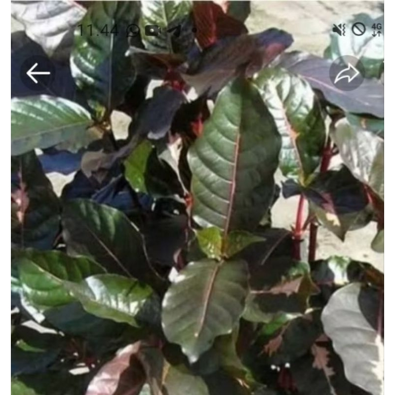 Bibit Tanaman Herbal Daun Ungu (Handeuleum)  dalam Polibag