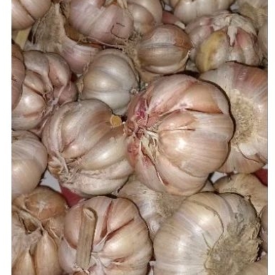 

BAWANG PUTIH SINCO / HONAN / BIASA 500gr MURAH FRESH