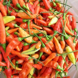 

Aneka cabe 100gr/Di Nyayurlah bekasi