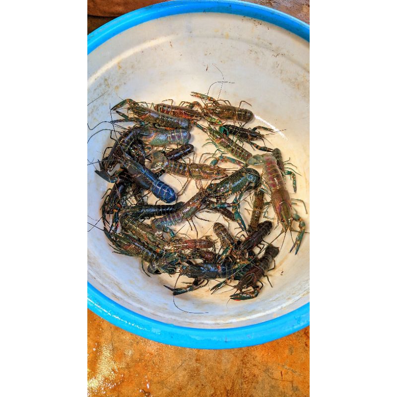 Packing Styrofoam Lobster Air Tawar Uk Jumbo 6 Inc, Lobster Hasil Budidaya Isi 8 Ekor