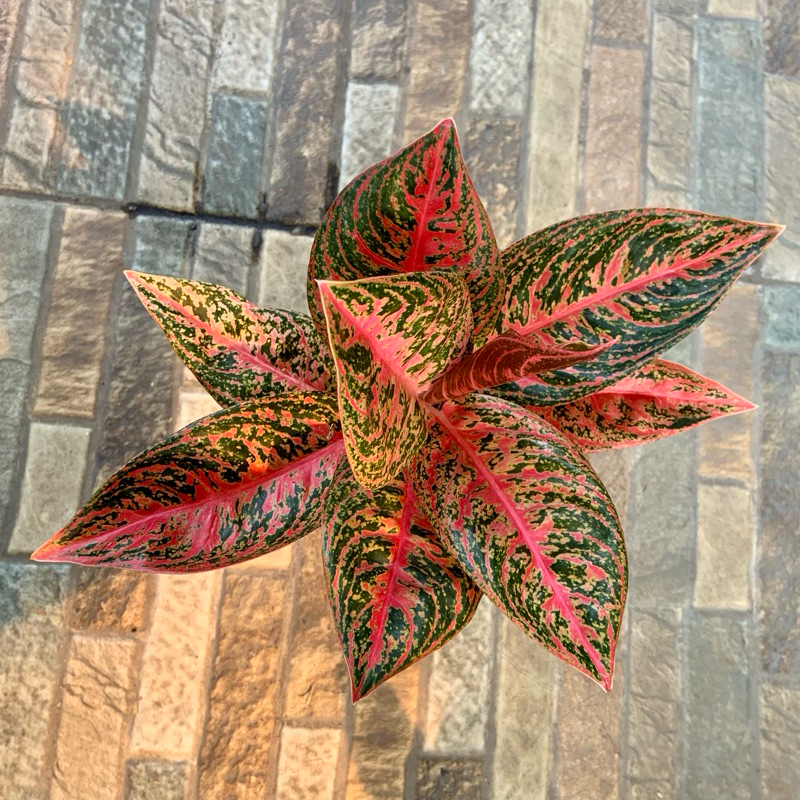 Aglaonema Reanita/Surya