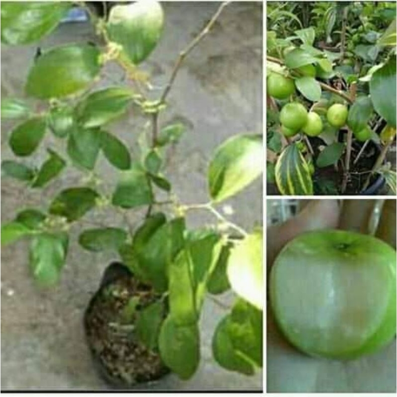 bibit apel putsa /apel india cepat berbuah/sudah berbuah