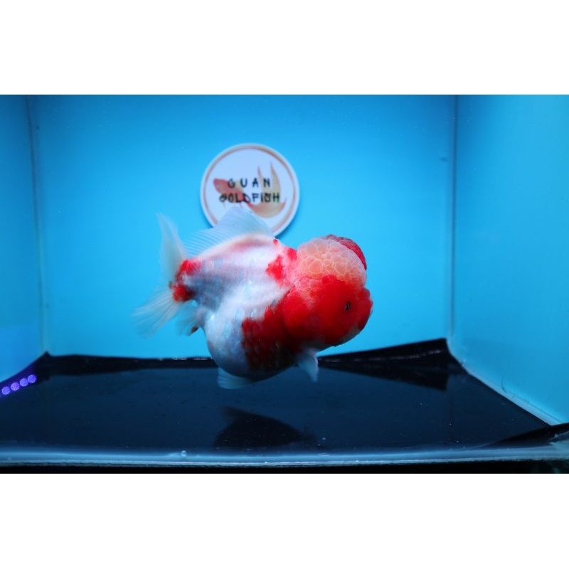 Ikan Mas Koki Oranda Short Tail Jumbo Size 15 cm. g2