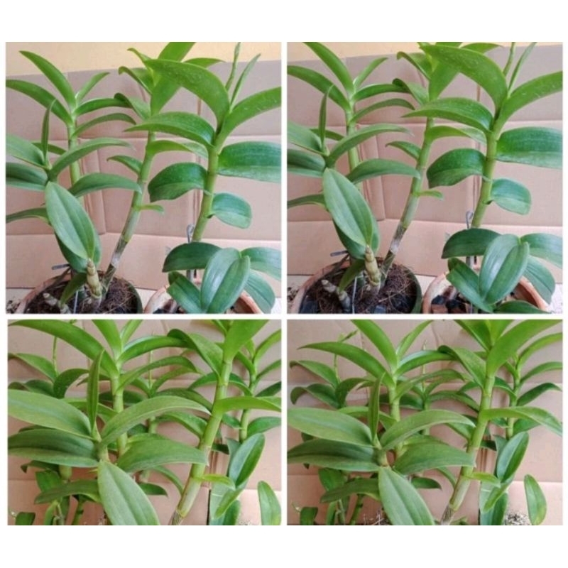 Paket 2 pot tanaman hias anggrek dendrobium jumbo rimbun besar