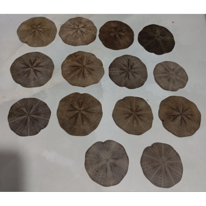 cangkang bulu babi Arachnoides Placenta 1 pcs big size