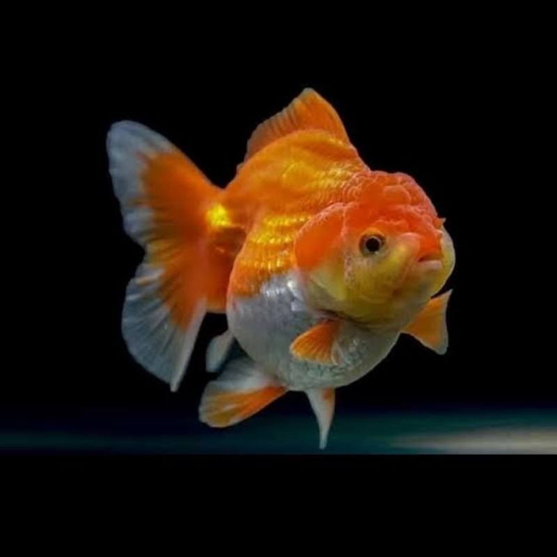 Ikan Hias Goldfish Oranda