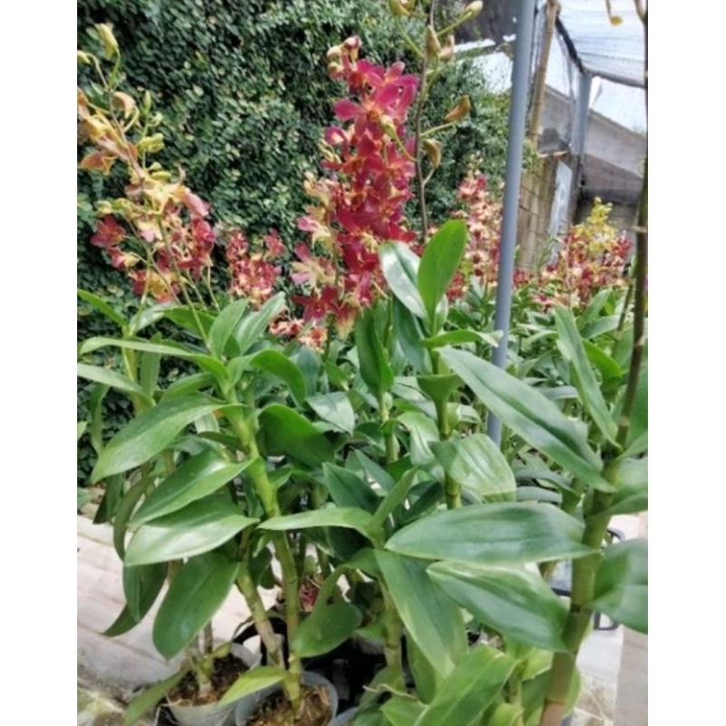 tanaman hias anggrek dendrobium rimbunan plant jumbo besar