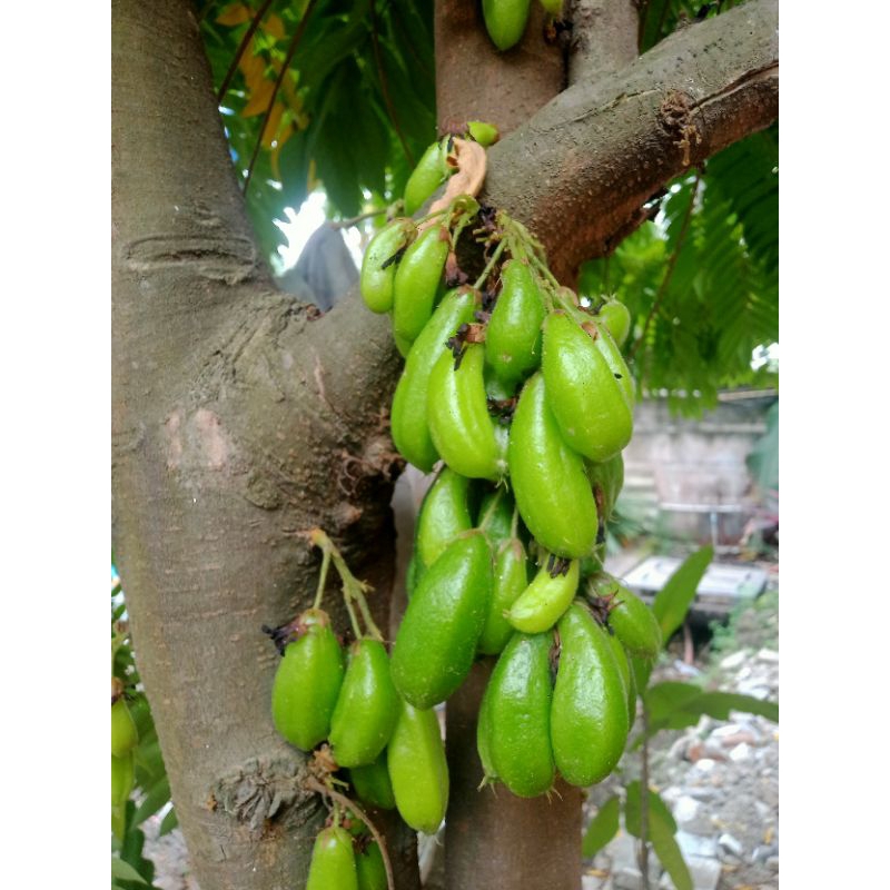 

Buah belimbing wuluh langsung petik dari pohon