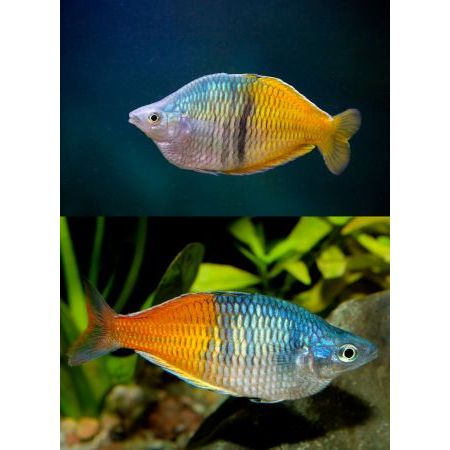 Ikan Rainbow Boesemani 8CM Jantan