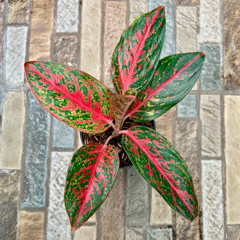 Aglaonema Red Wijaya