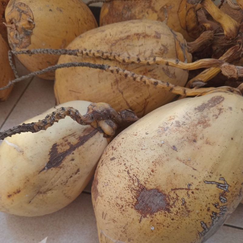 

Buah Kelapa Gading Tua 1pcs