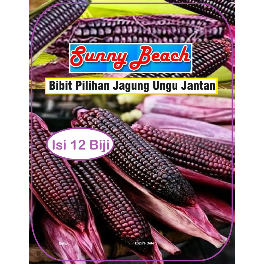 Bibit Pilihan Jagung Ungu Jantan | Biji Benih Jagung Ungu Jantan |Biji Bibit Jagung Ungu Jantan
