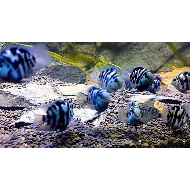 Dekorasi Aquarium Blue Polar & Platinum Polar / Parrot cichild ±2CM