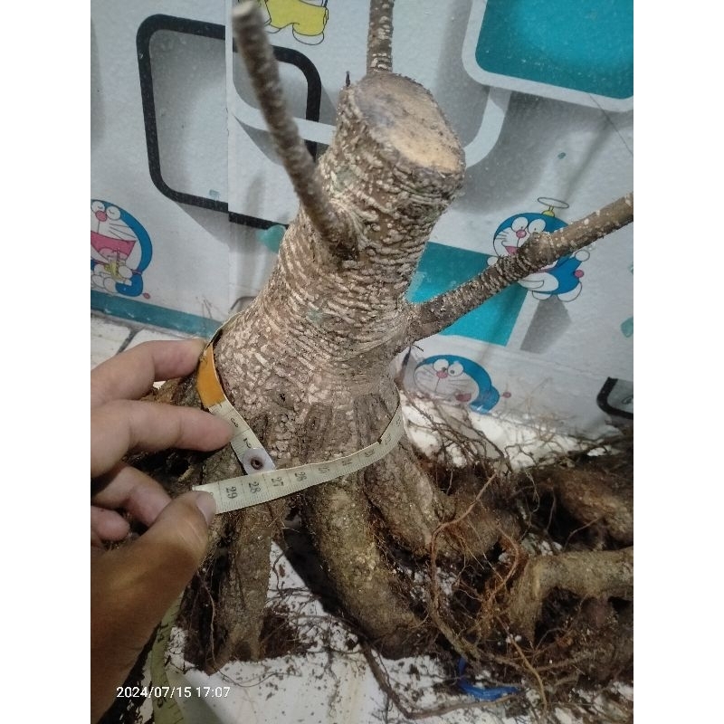 bahan bonsai kimeng prokar