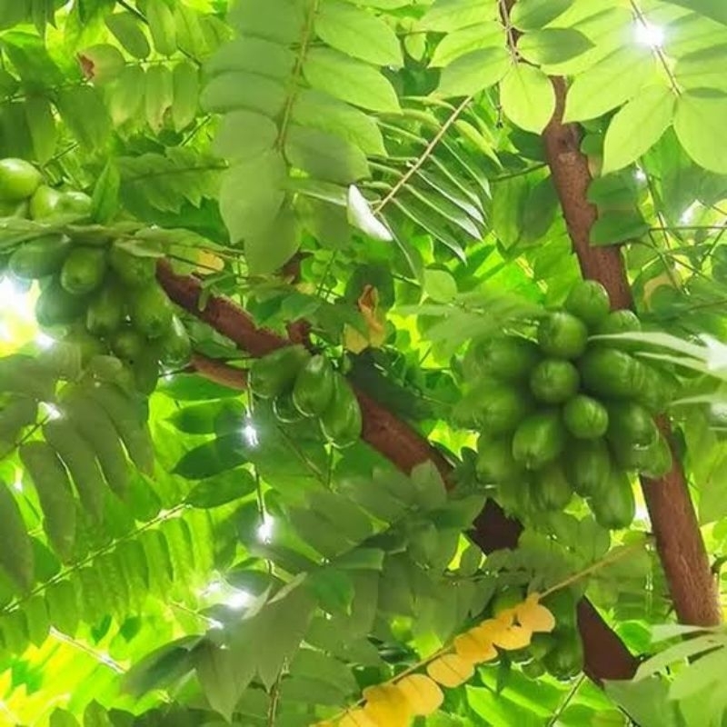 

200 gram daun belimbing wuluh ( banyak ) Organik untuk obat