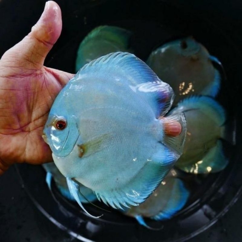 Aksesoris HB Blue Diamond Discus Aquarium