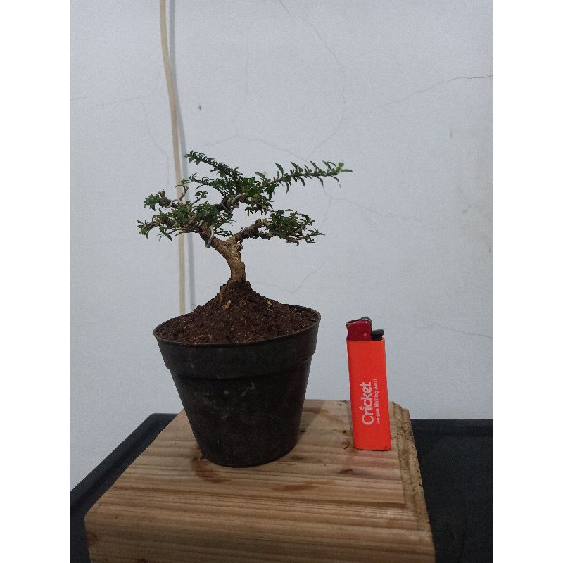 bonsai seribu bintang mikro