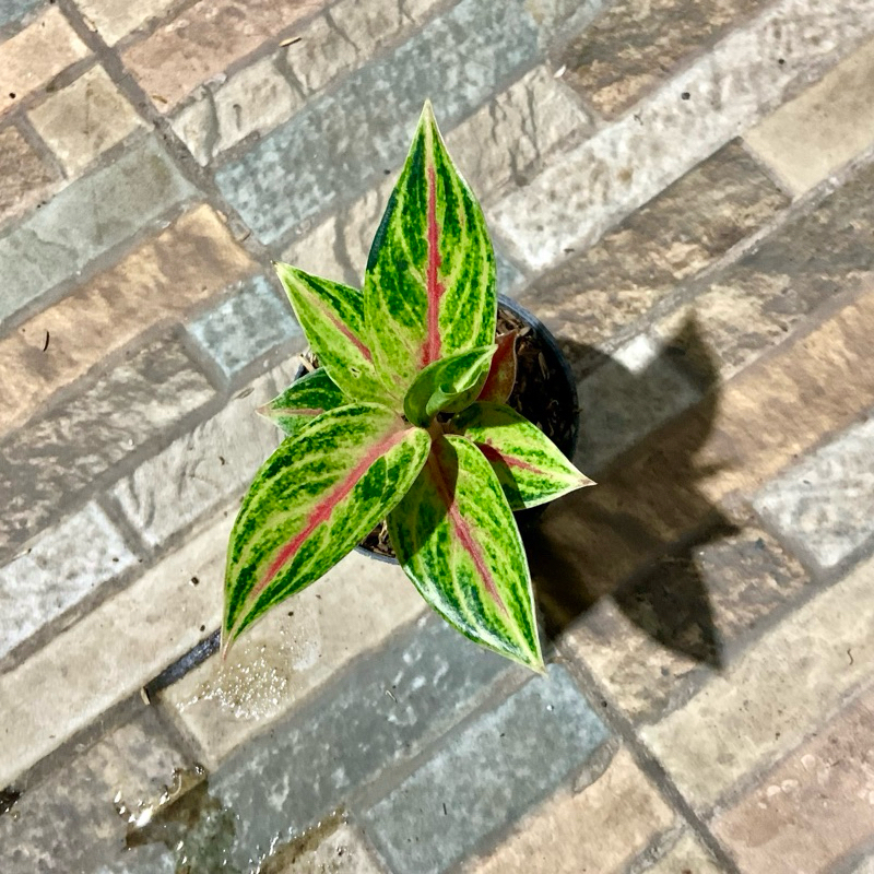 Aglaonema Red Panama