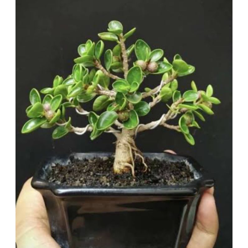 dollar micro ori - dollar mangkok - bonsai dollar - bonsai ekonomis