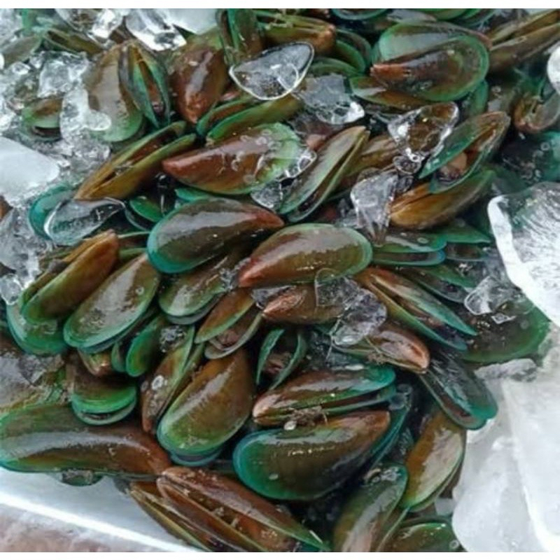 

kerang hijau 1 kg/ kerang hijau kulit/ kerang hijau fresh/ kerang hijau segar