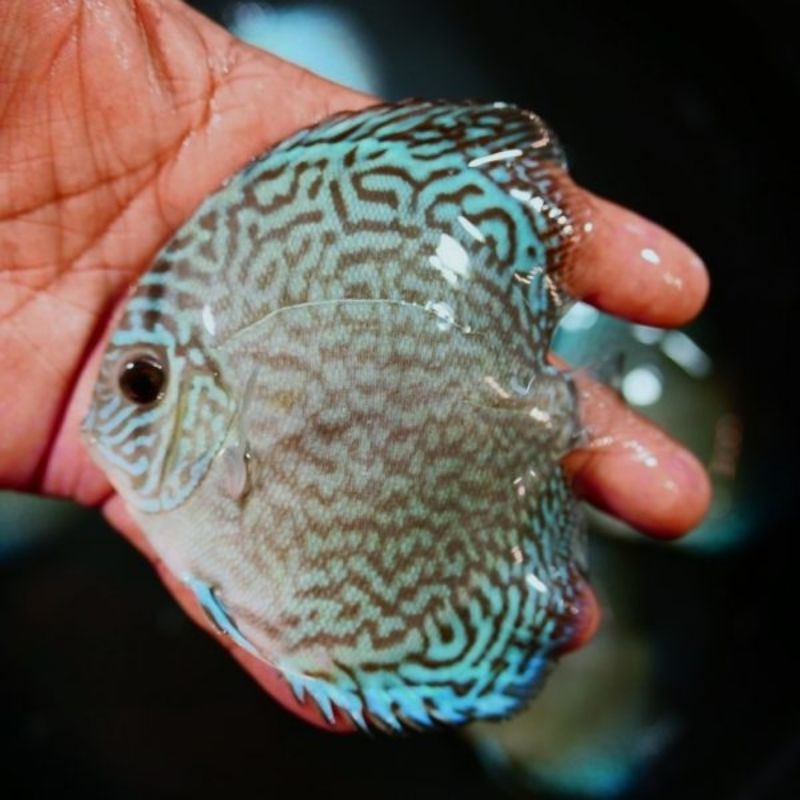 HB Green Altum Flora Discus Aquarium