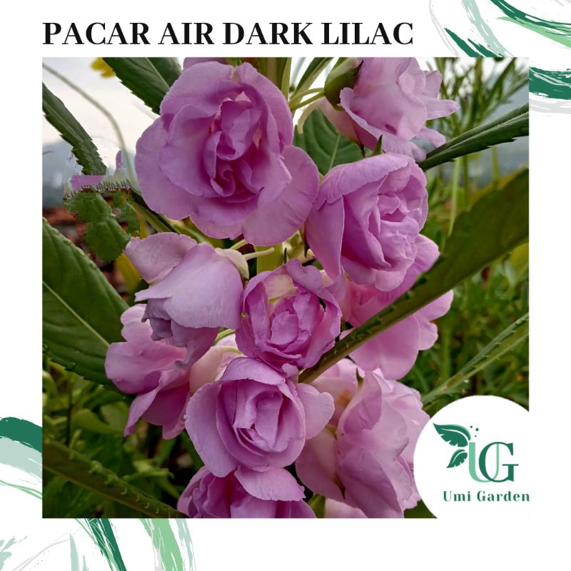 25 Biji Benih Bunga Pacar Air Tumpuk Dark Lilac Ungu Muda Impatiens Rose Balsamina