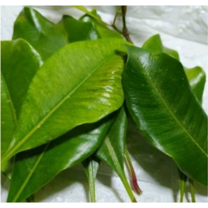 

Daun cengkeh segar 200 lembar