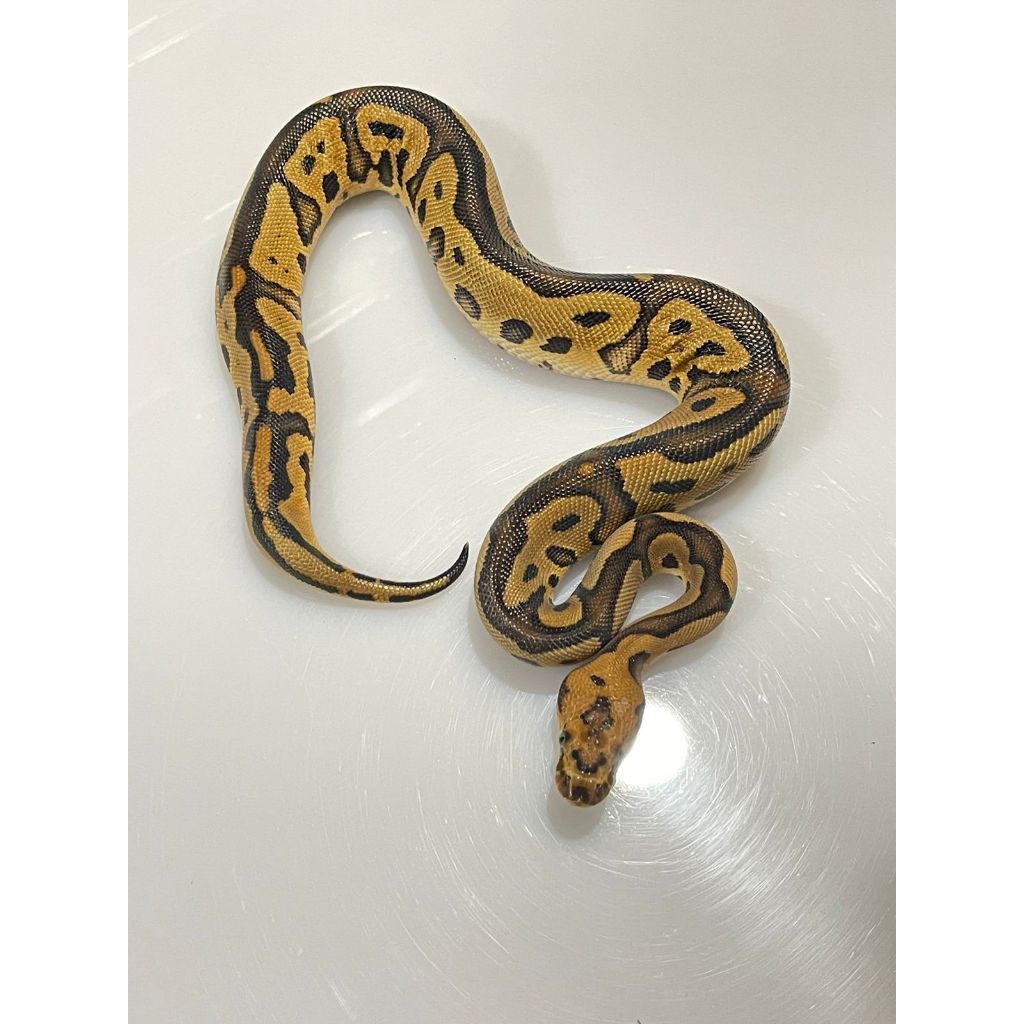 Ballpython Orange Dream Leopard Clown 66% Het Pied Female