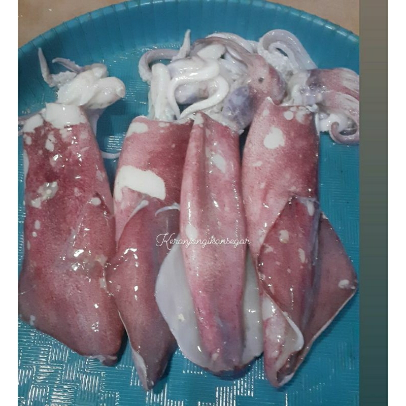 

Cumi bangka segar 1kg (bukan frozen) free minyak goreng 1liter