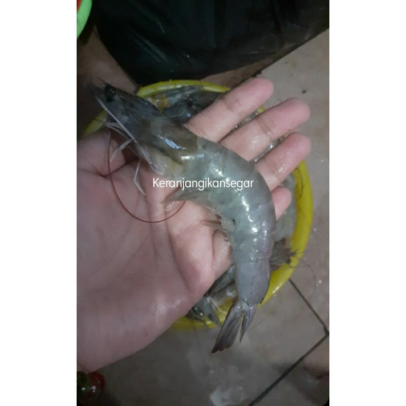 

Udang vaname segar size harian 1kg size 30/40 (bukan frozen) free dibersihkan