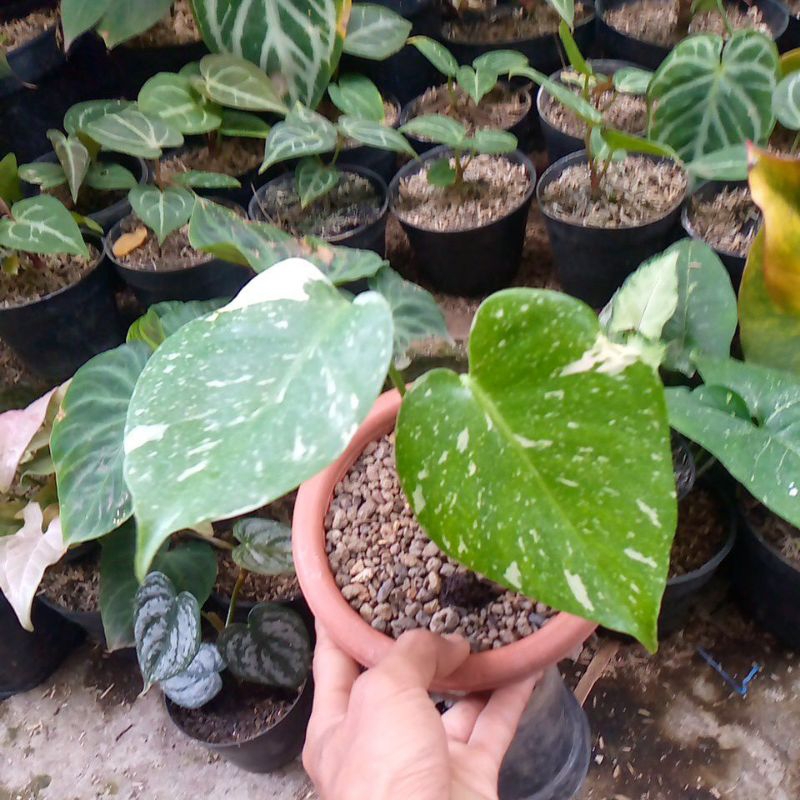 Monstera Constlation Monthai