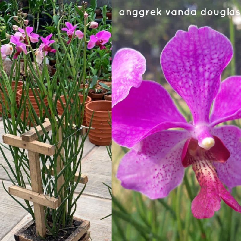 PROMO ANGGREK VANDA DOUGLAS