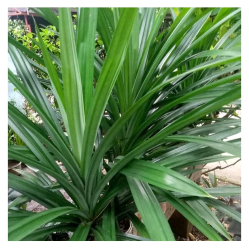 

daun pandan segar harga periket/daun pandan d petik saat ada orderan