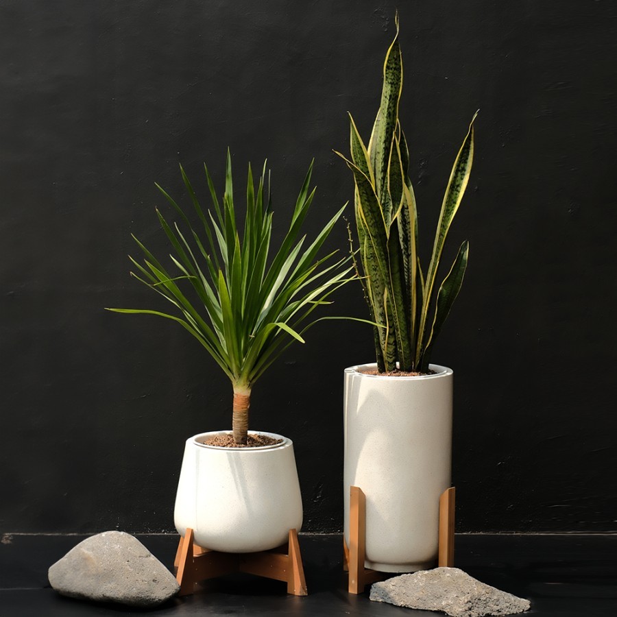 Tanaman Lidah Mertua & Pandan Bali Pot Standing Terazzo