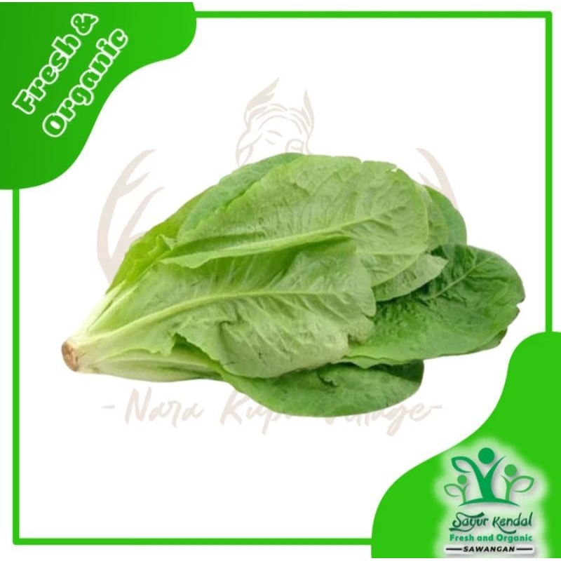 

Sayuran Selada Romain Hijau Organik Fresh|250gr|Sayur Kendal Sawangan