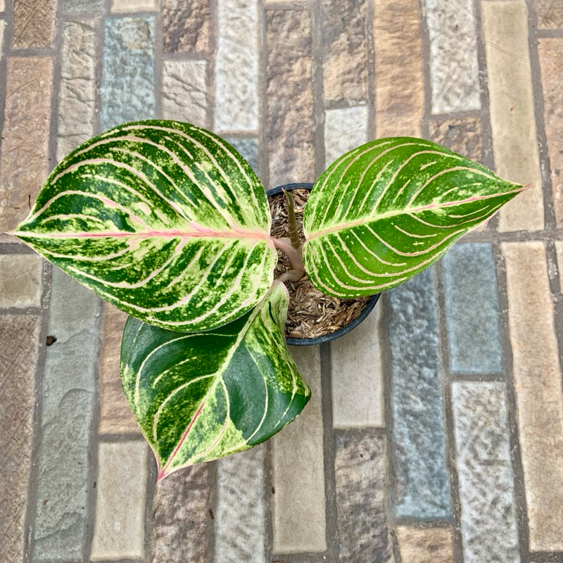 Aglaonema esmeralda
