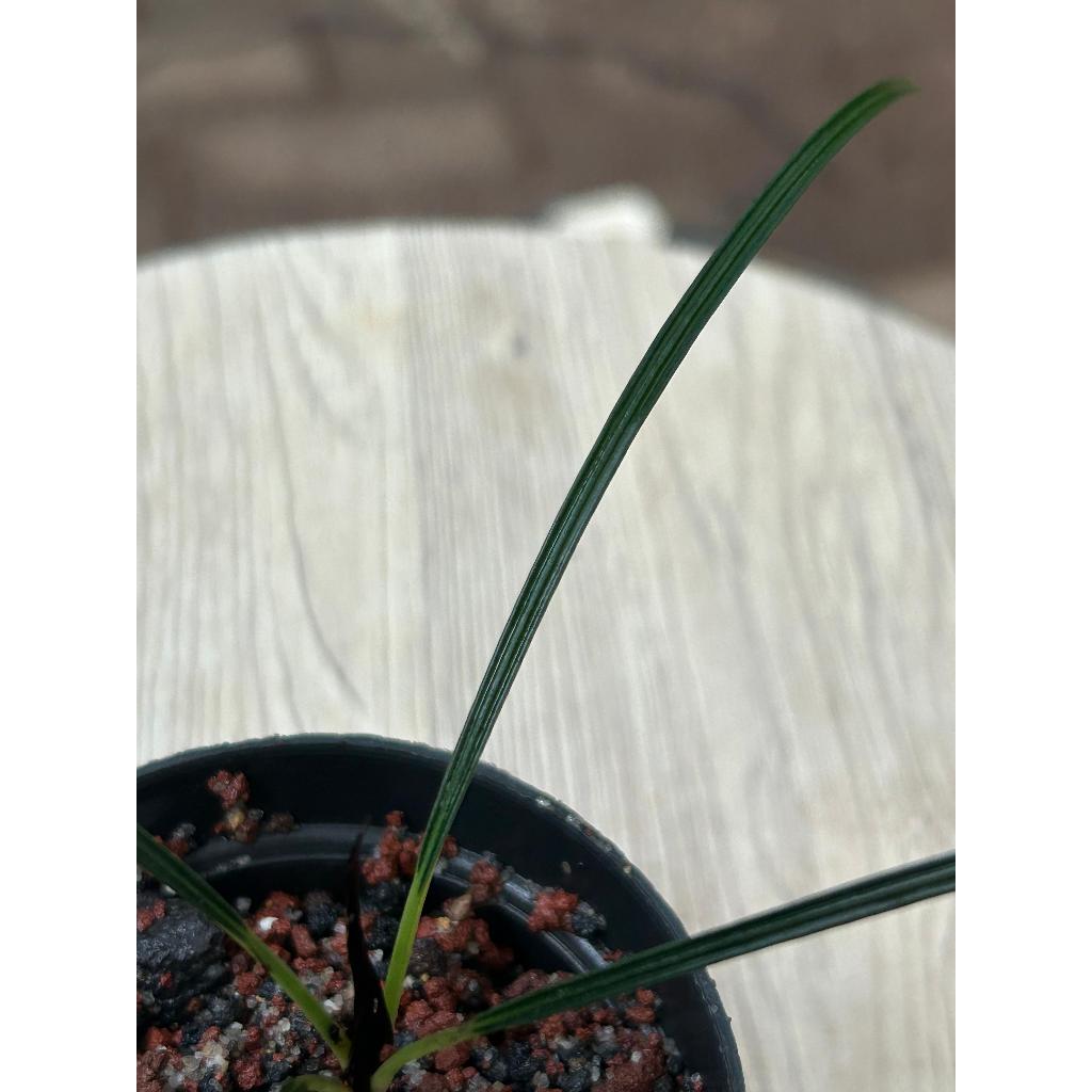 Aridarum Mapania Caudara