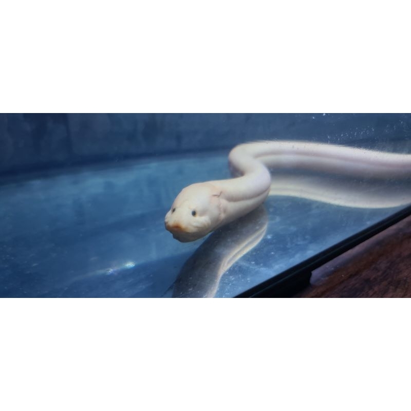 Belut leucistic/belut putih/belut paltinum