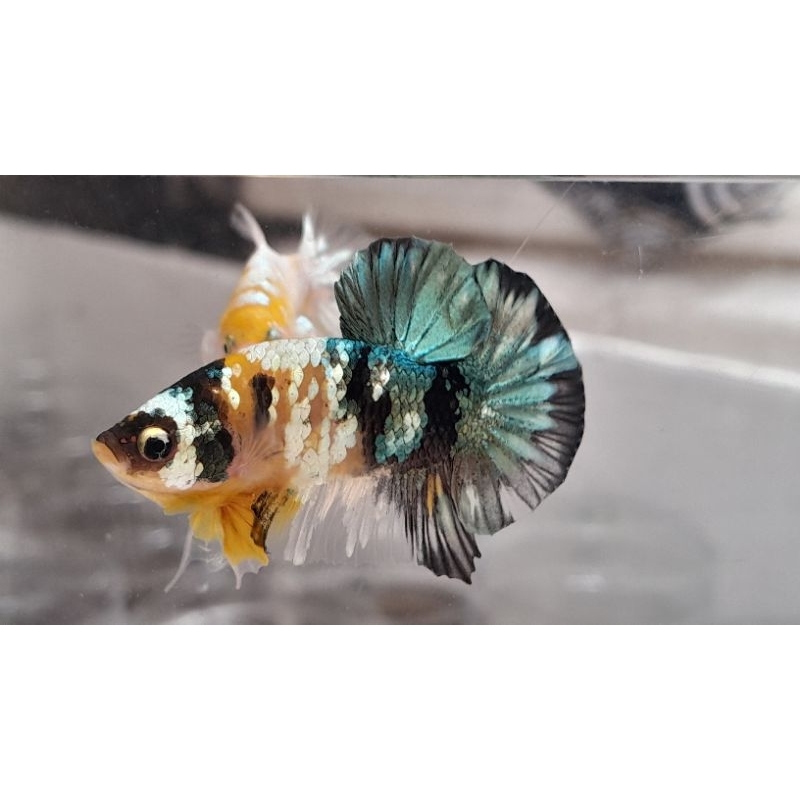 Cupang yellow koi cooper