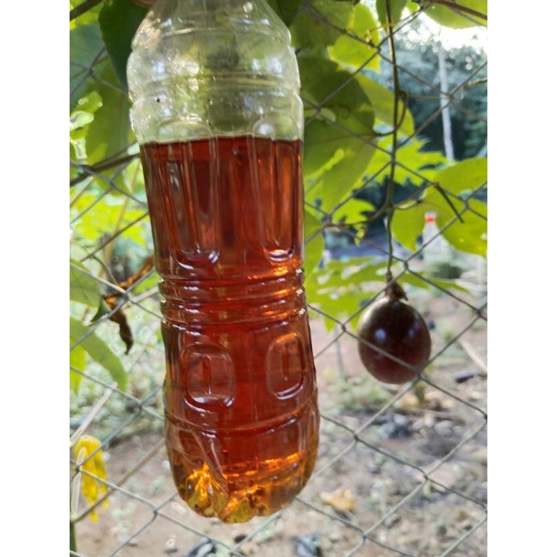 Asap Cair Batok Kelapa Grade 3 kemasan 5 liter