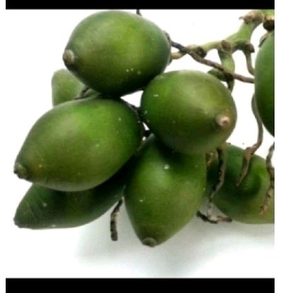 

Buah pinanng muda buah sakti 10 pcs