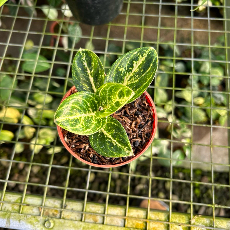 Aglonema Widuri Tulang Merah I Witurah