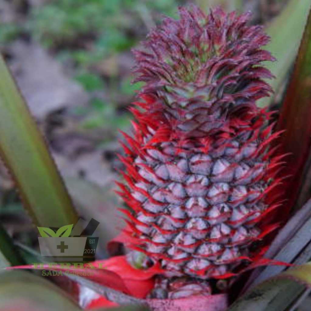 

Jual Buah Nanas Merah Hutan Segar Per Buah