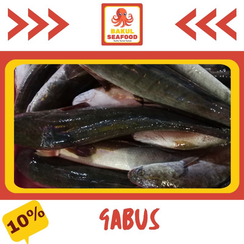 

GABUS/KUTUK 500GR-1000GR